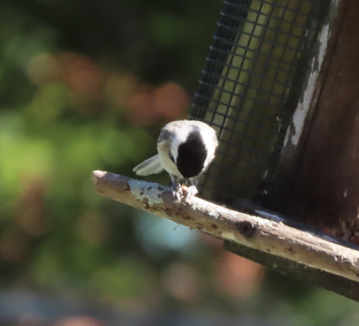Carolina Chickadee - ML643948622