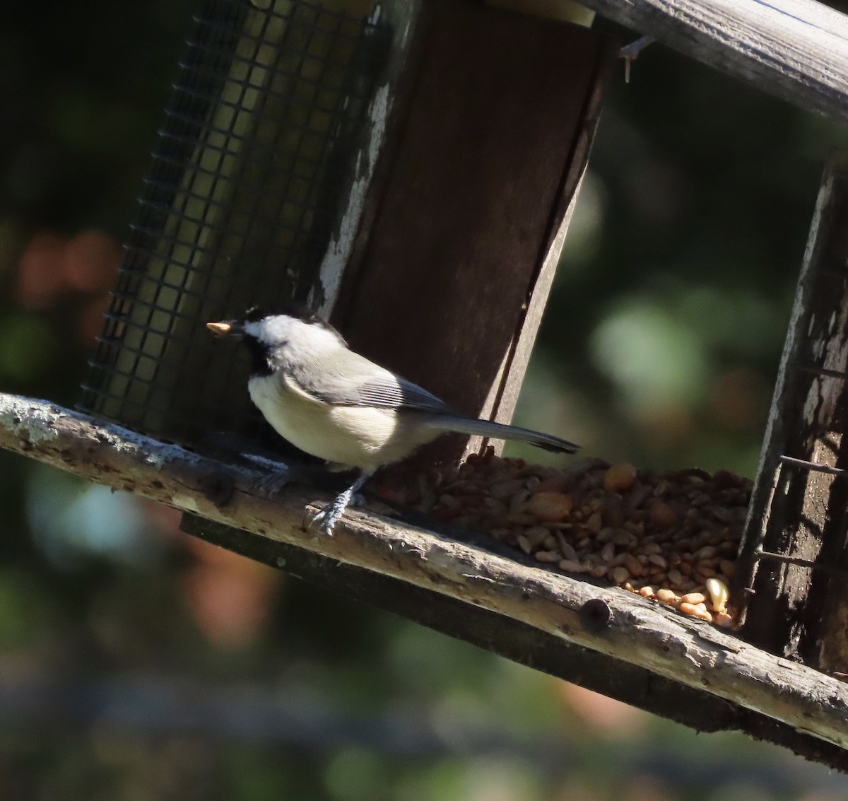Carolina Chickadee - ML643948623