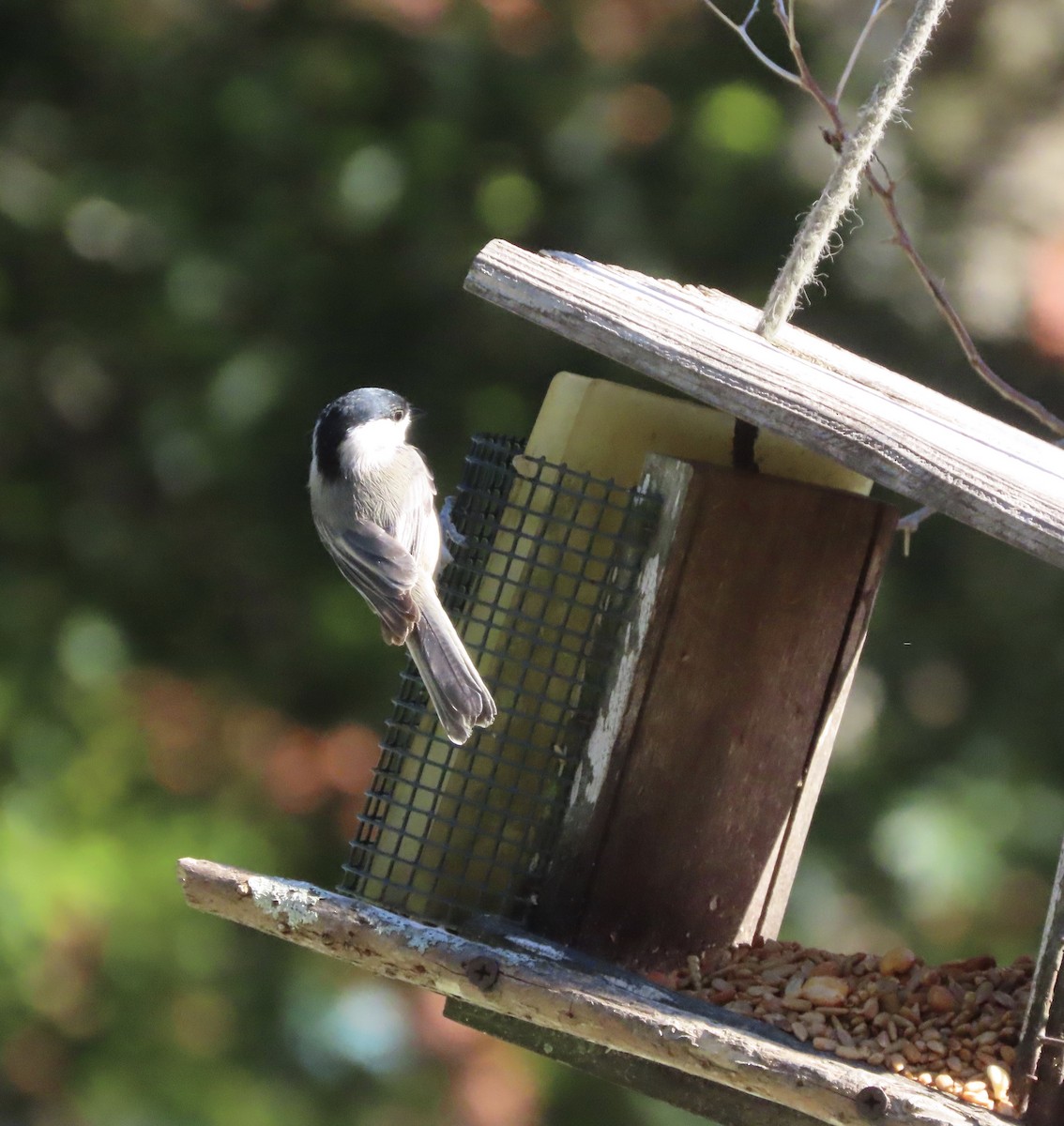 Carolina Chickadee - ML643948624