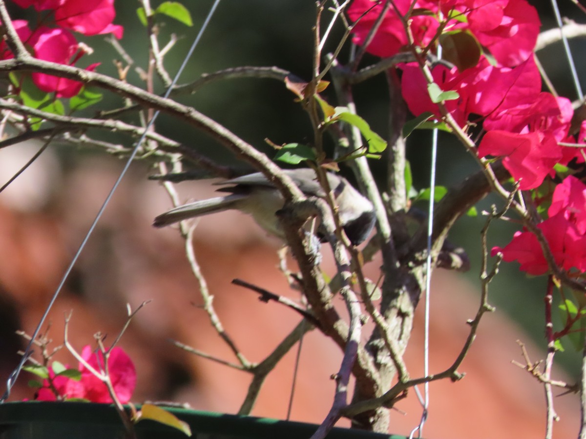 Carolina Chickadee - ML643948625