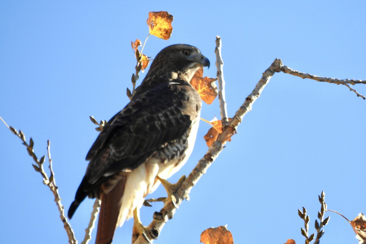 Red-tailed Hawk - ML643948638