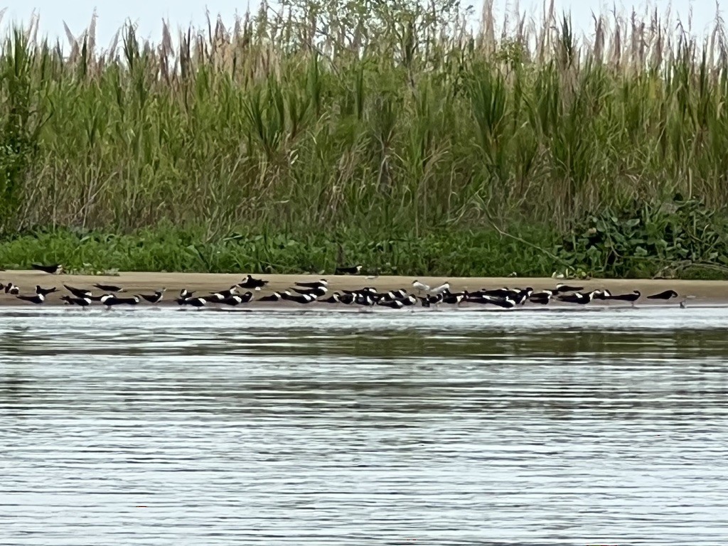 Bec-en-ciseaux noir - ML643948656