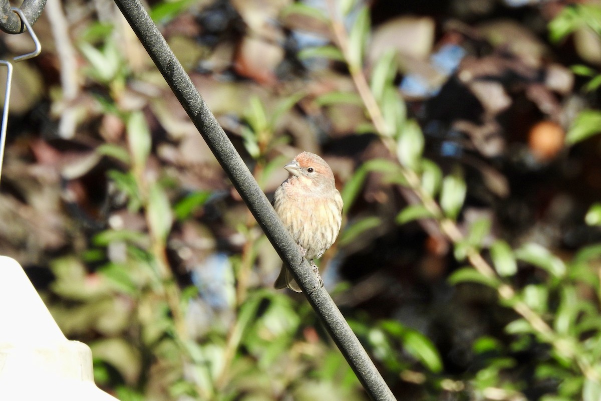 House Finch - ML643948660