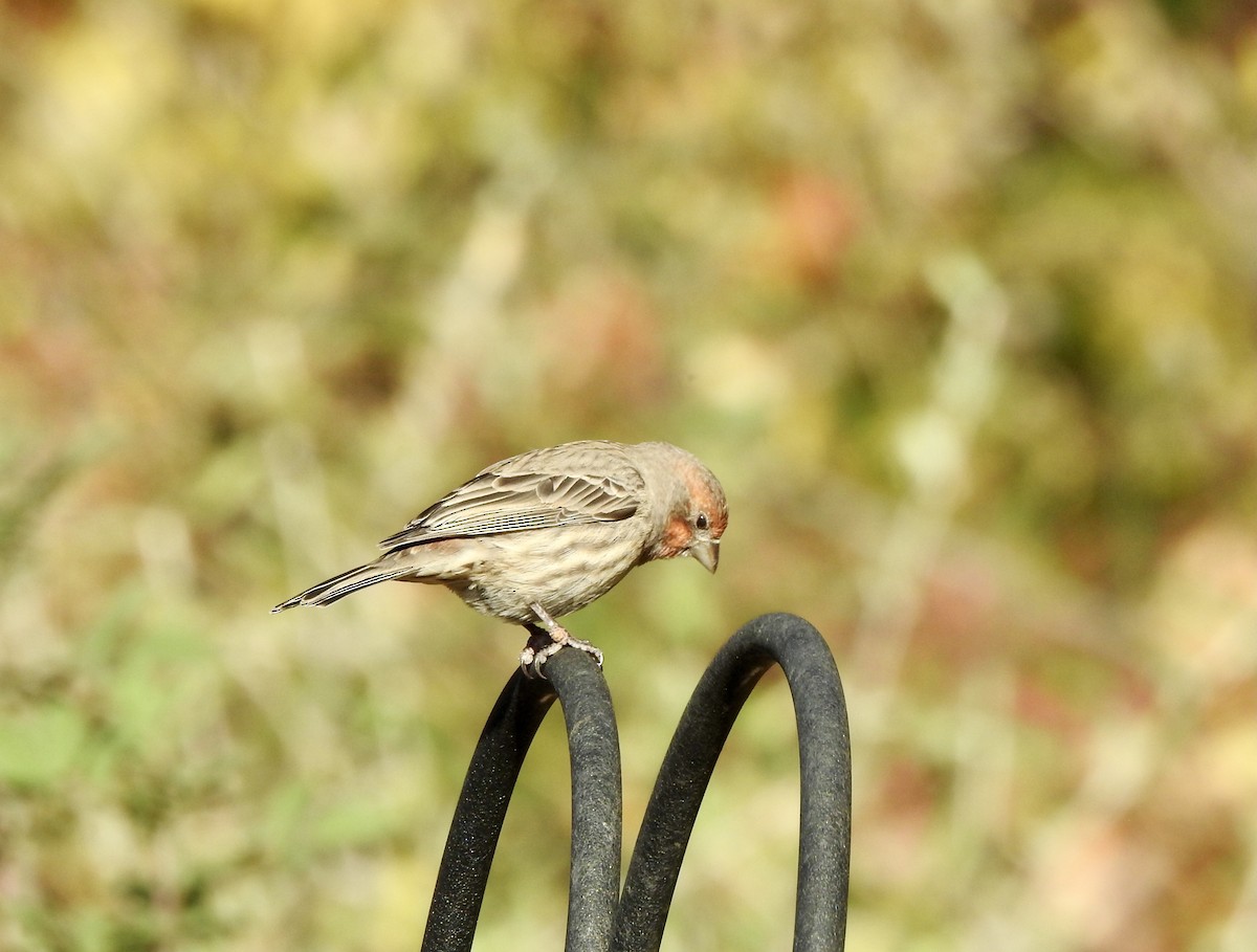 House Finch - ML643948661