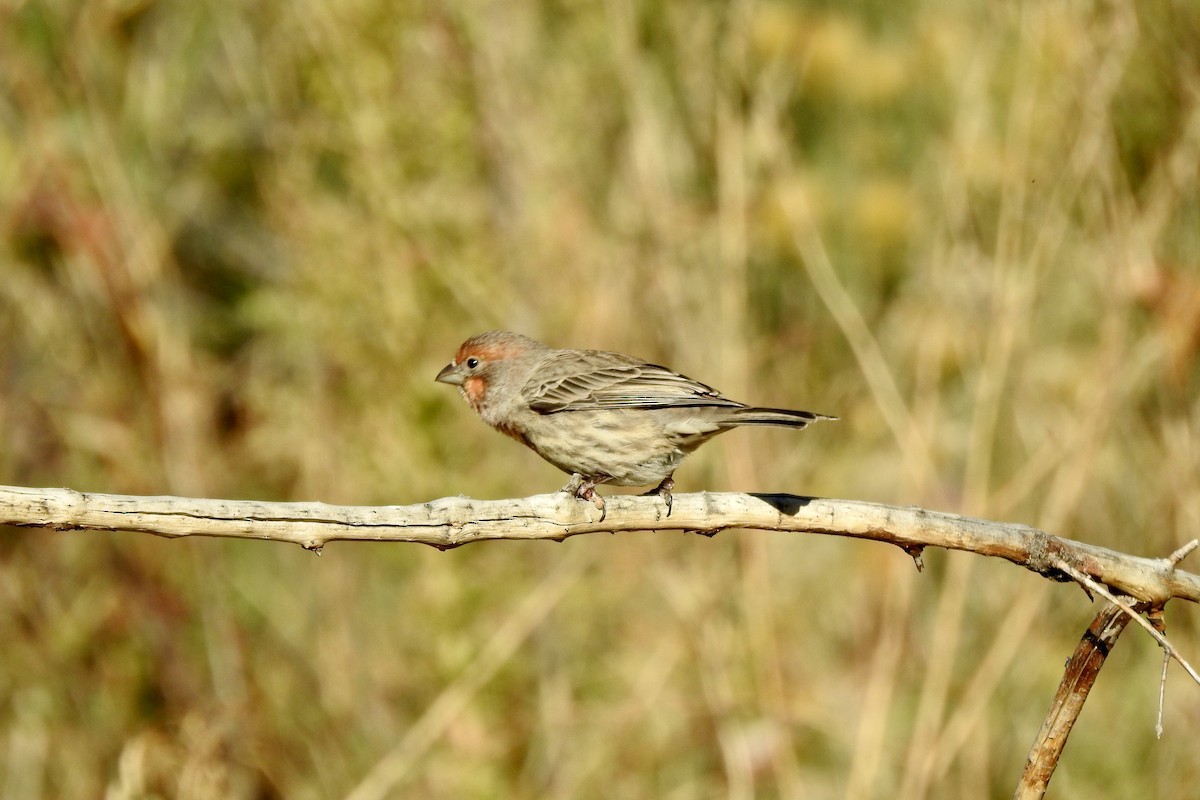 House Finch - ML643948662