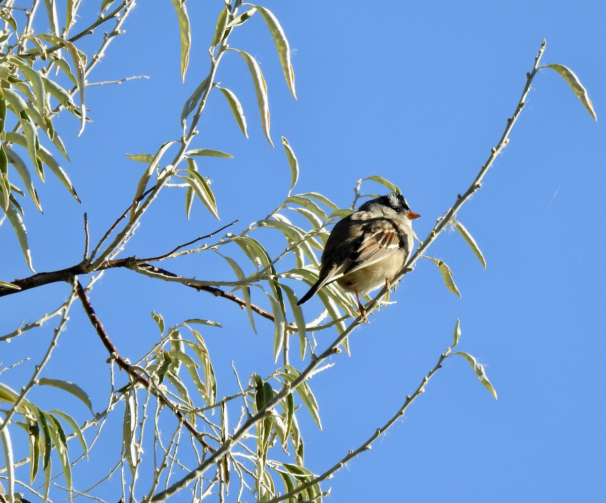 White-crowned Sparrow - ML643948675