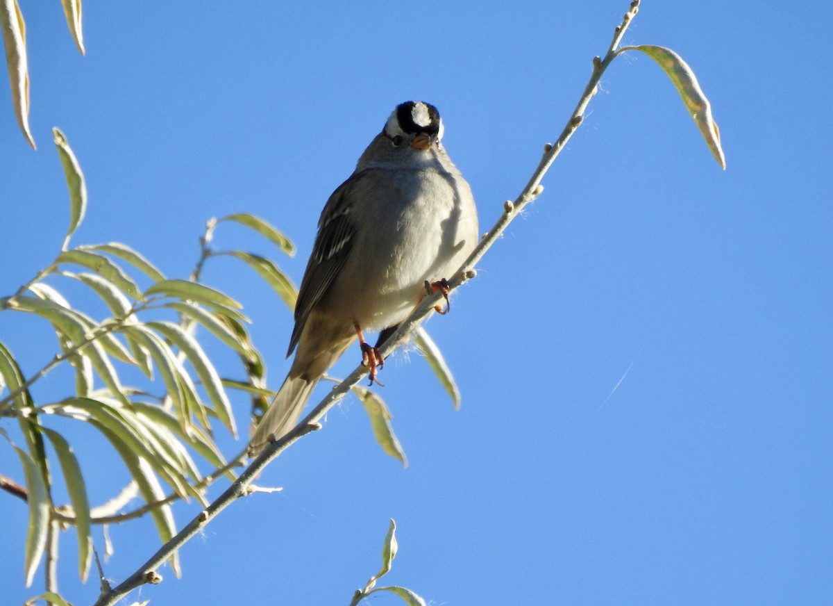 White-crowned Sparrow - ML643948676