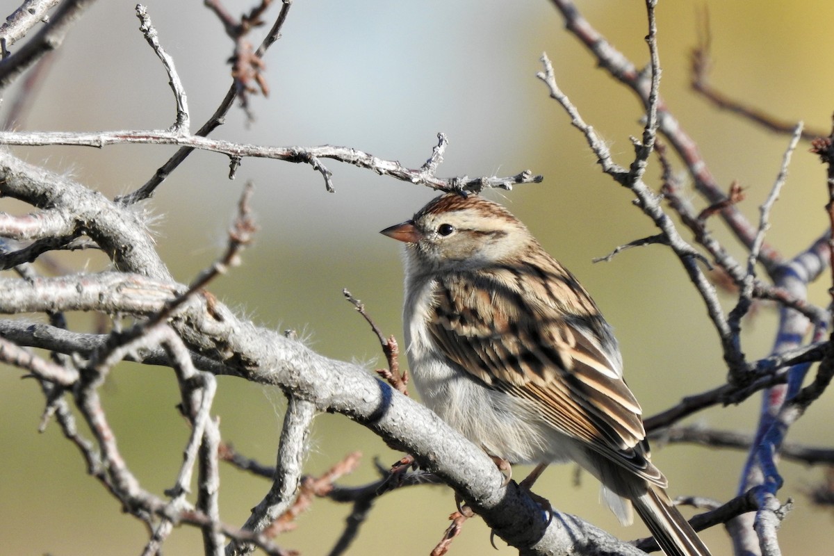 Chipping Sparrow - ML643948703