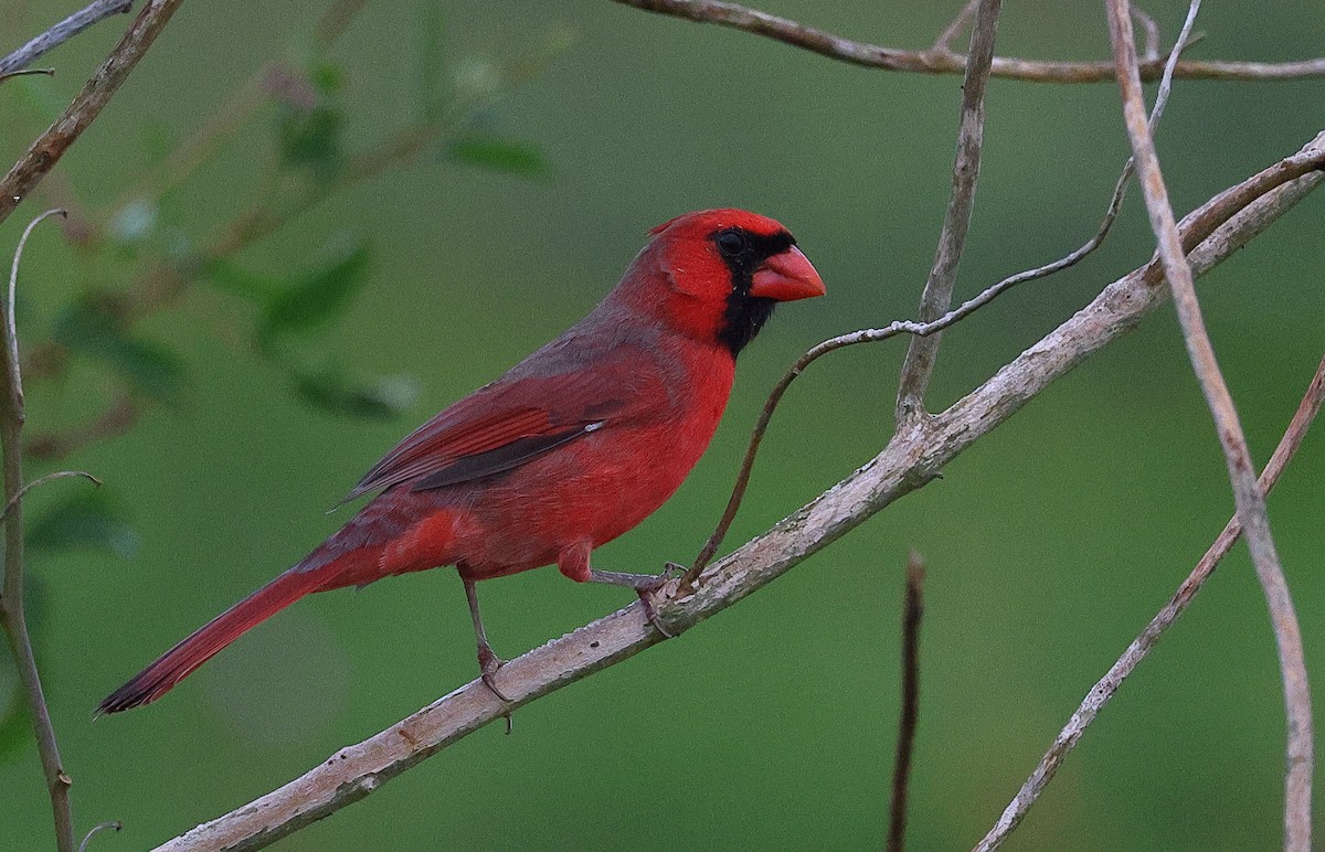 Northern Cardinal - ML643948704