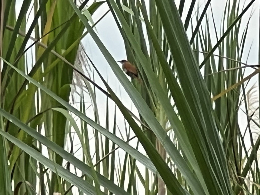 Synallaxe à gorge blanche - ML643948712