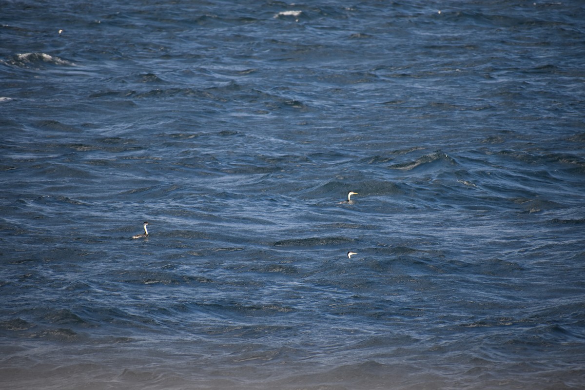 クビナガカイツブリ - ML643948744