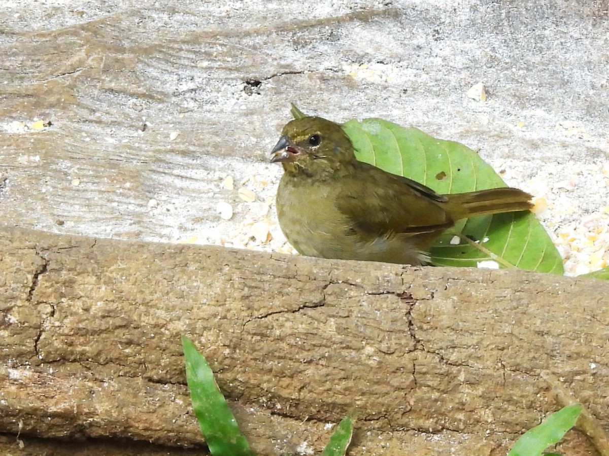Yellow-faced Grassquit - ML643948756