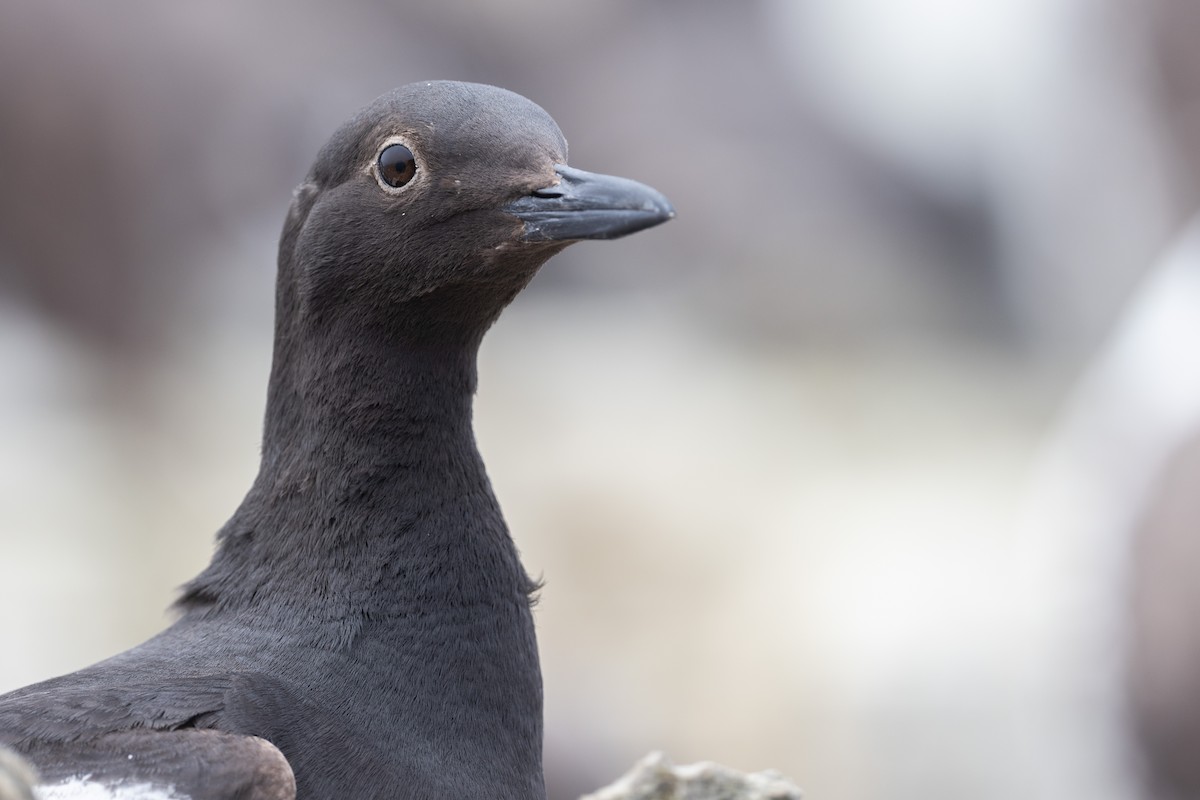 Pigeon Guillemot - ML643948774