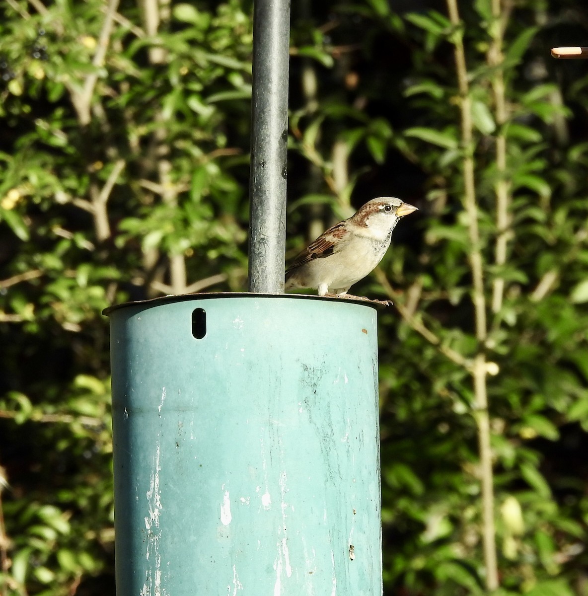 House Sparrow - ML643948790