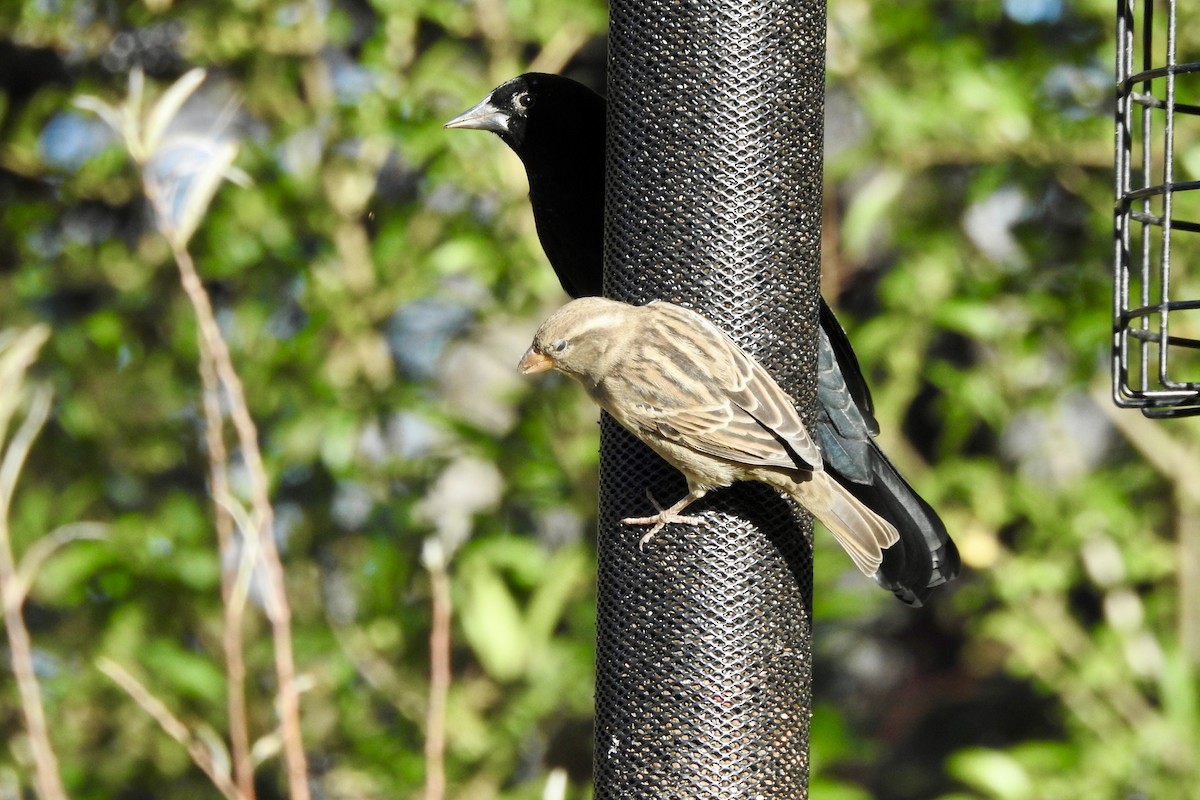 House Sparrow - ML643948791