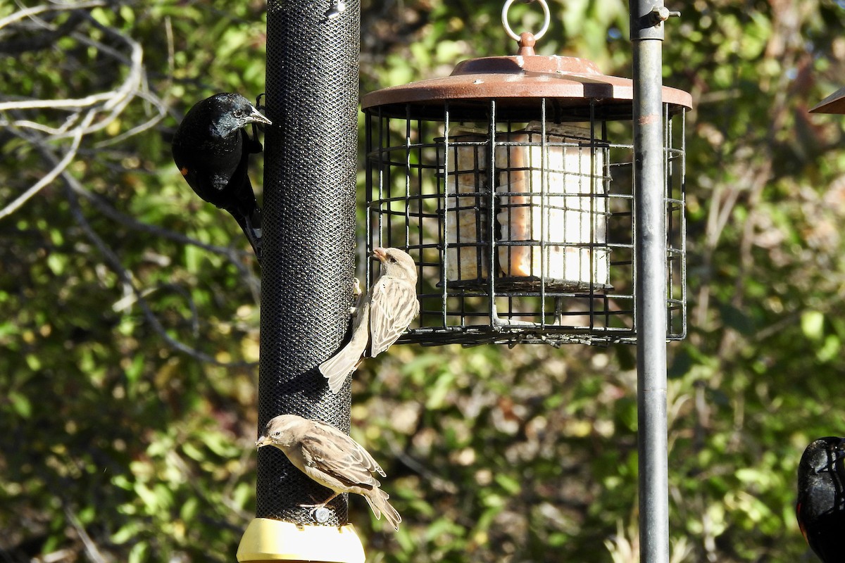 House Sparrow - ML643948792