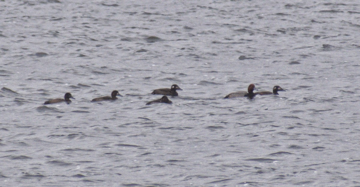 Surf Scoter - ML643948804