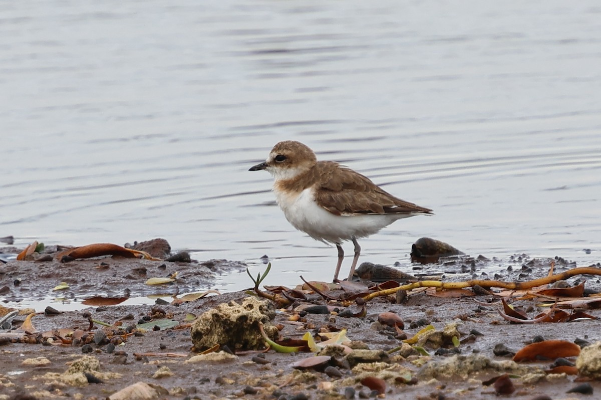 Javan Plover - ML643948805