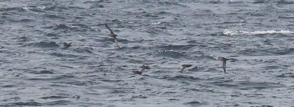 Short-tailed Shearwater - ML643948820