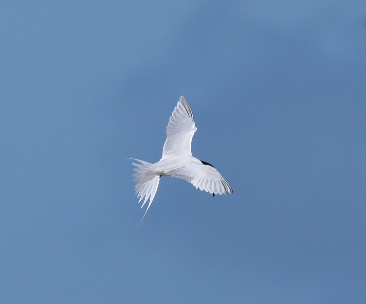 Roseate Tern - ML643948845
