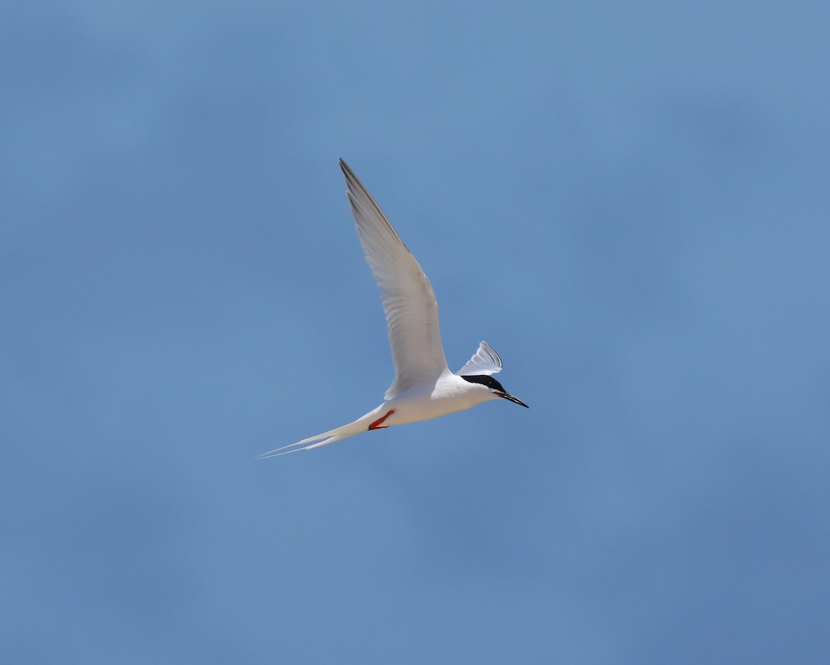 Roseate Tern - ML643948846