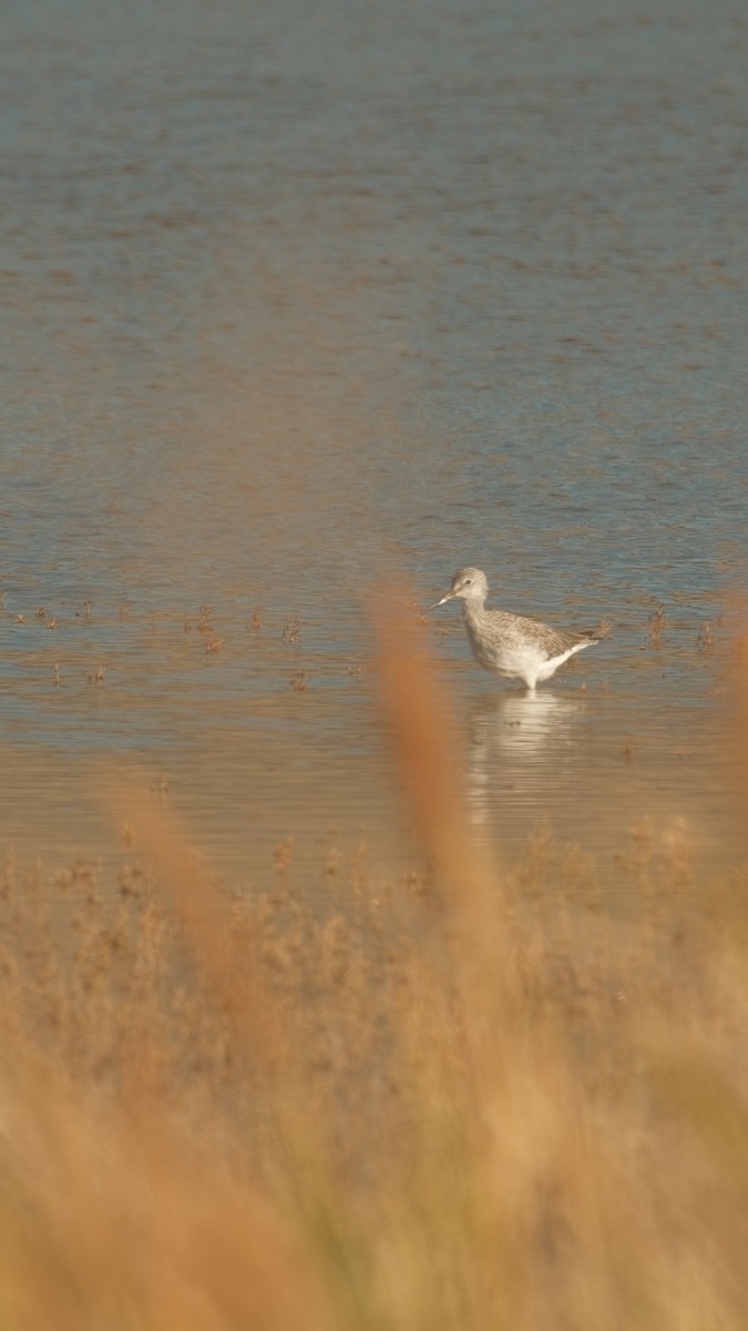Greater Yellowlegs - ML643948847