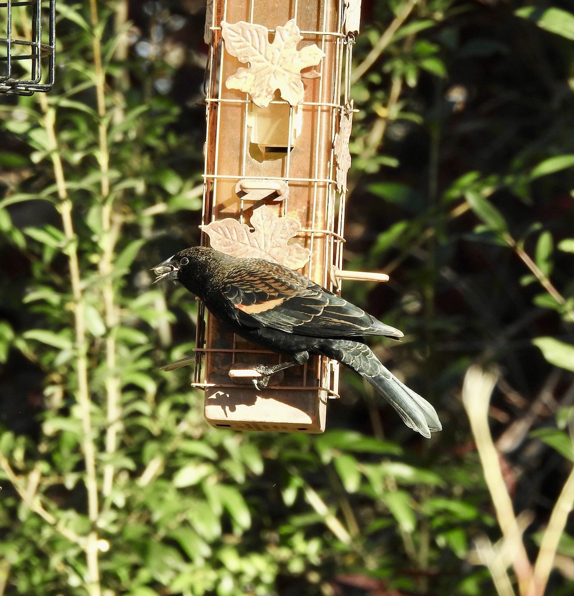 Red-winged Blackbird - ML643948907