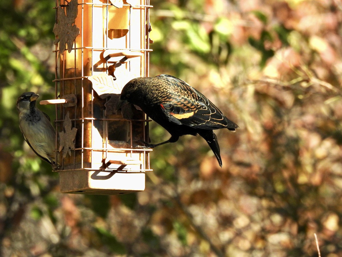 Red-winged Blackbird - ML643948908