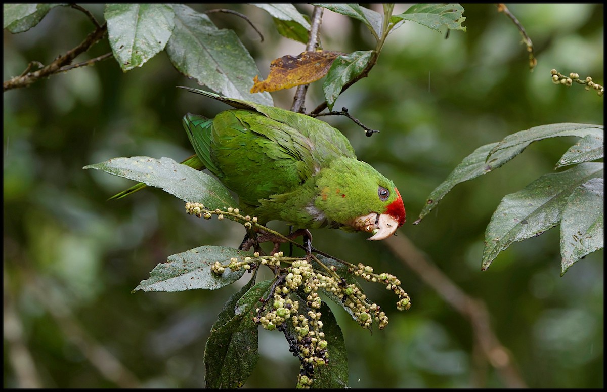 Conure de Wagler - ML643948923