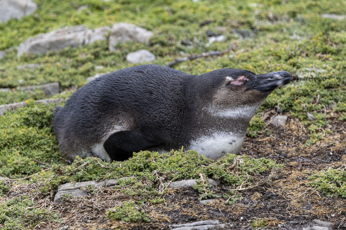African Penguin - ML643948934