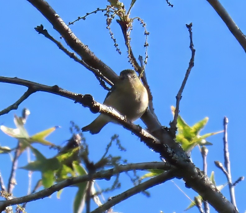 Bay-breasted Warbler - ML643948937
