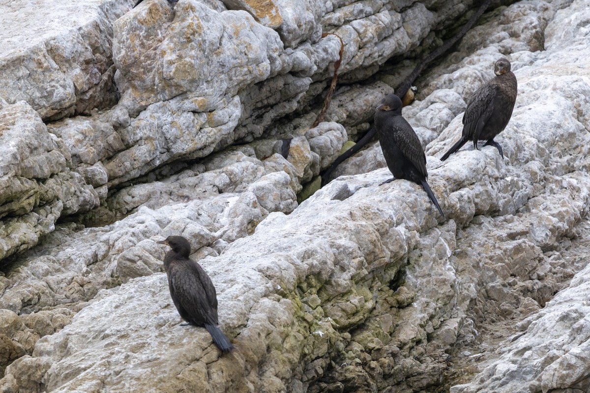 Cape Cormorant - ML643948962