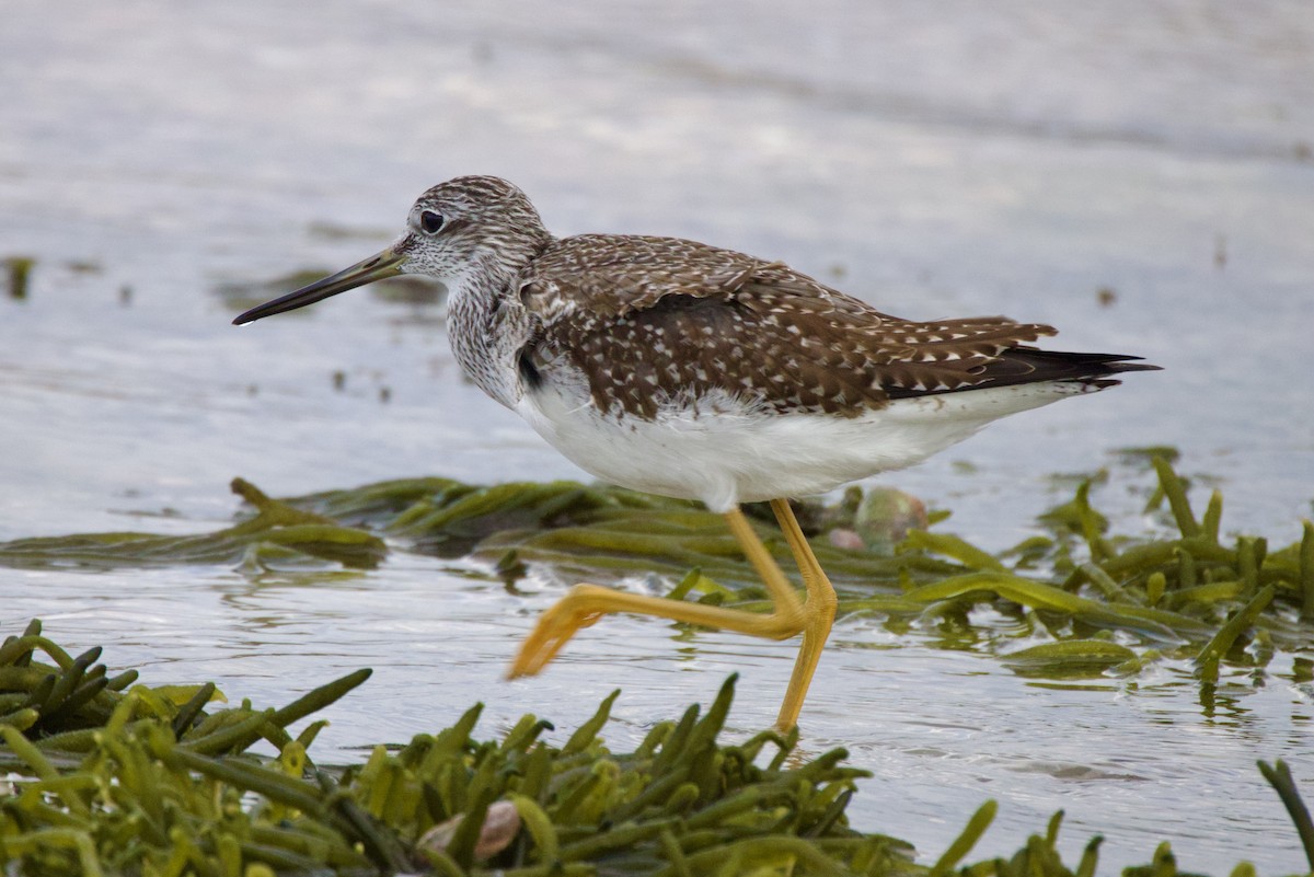 Greater Yellowlegs - ML643948973