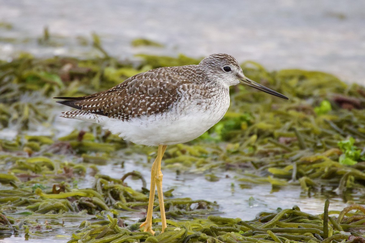 Greater Yellowlegs - ML643948974