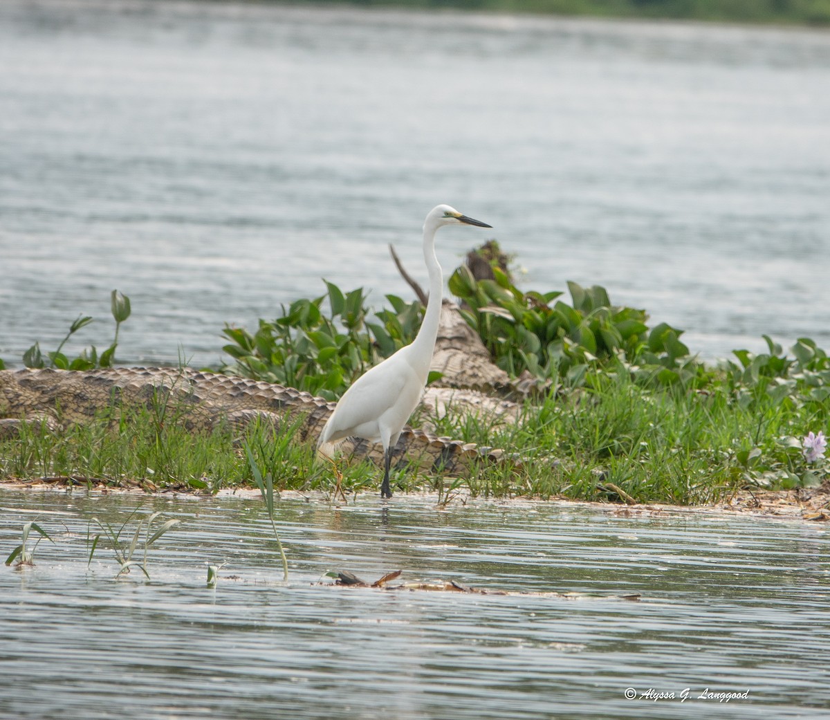 volavka stříbřitá - ML643948978