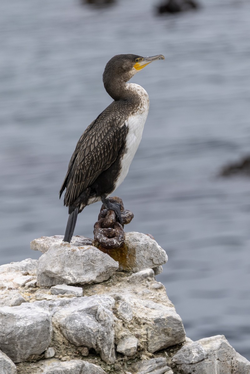 Great Cormorant (White-breasted) - ML643948983