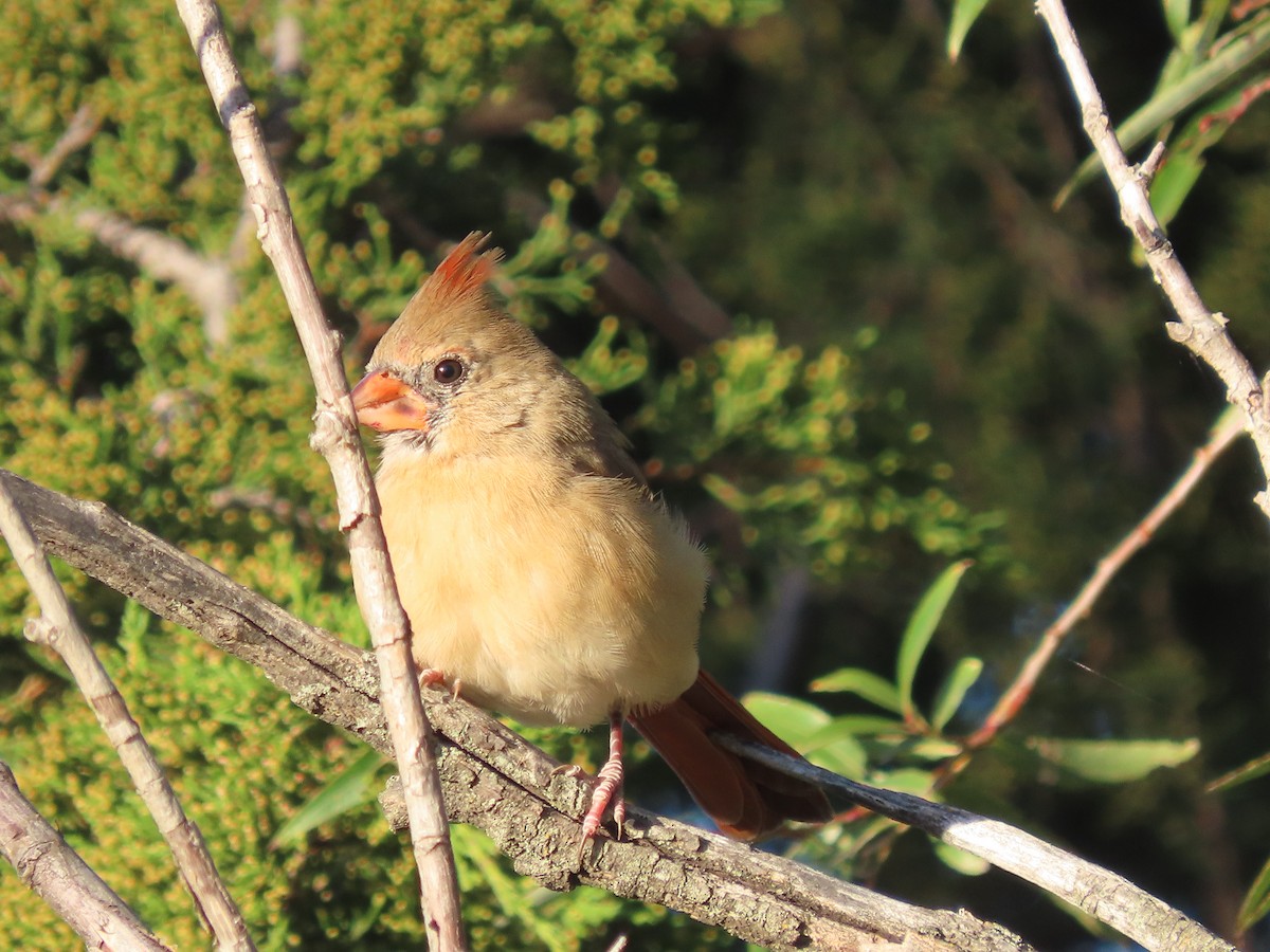 Northern Cardinal - ML643948985