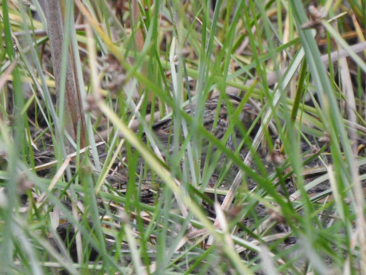 Savannah Sparrow - ML643948995