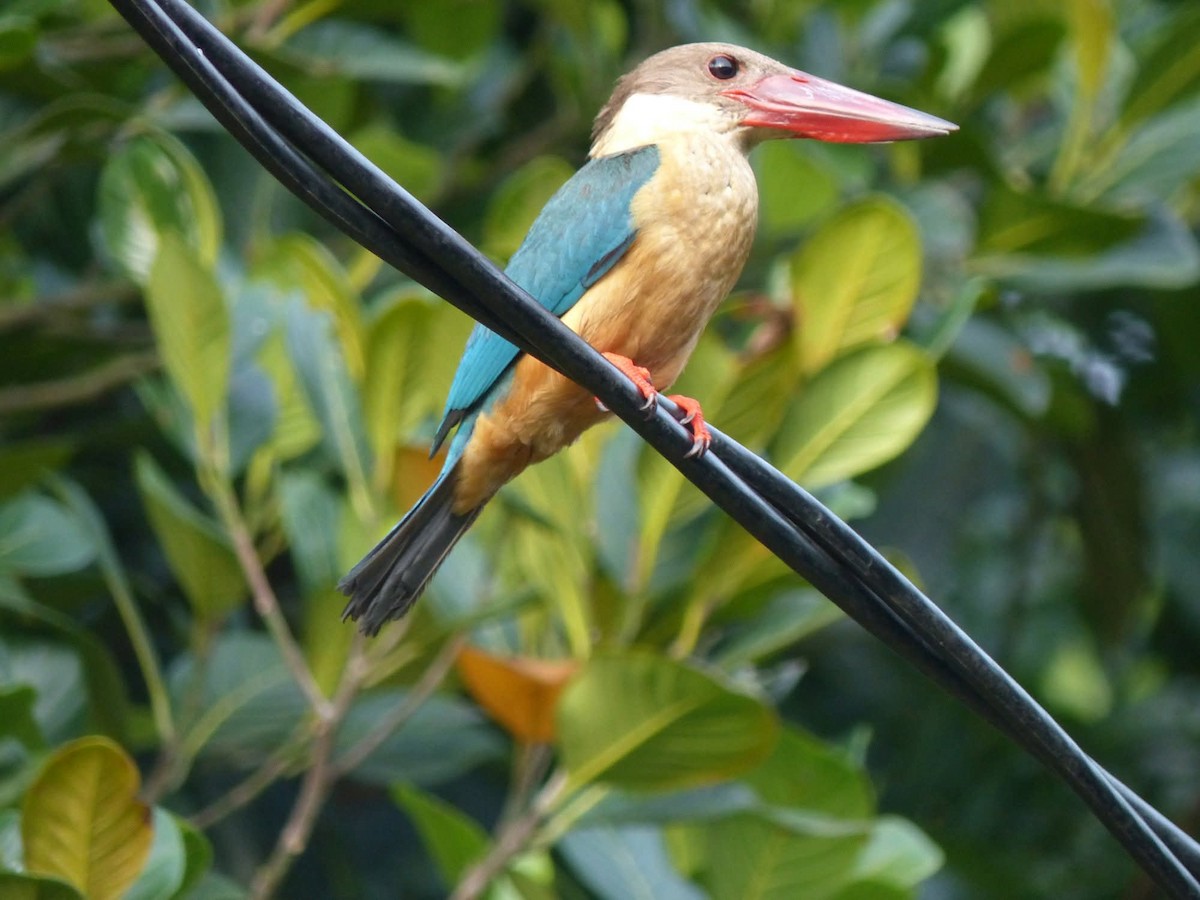 Stork-billed Kingfisher - ML643949005