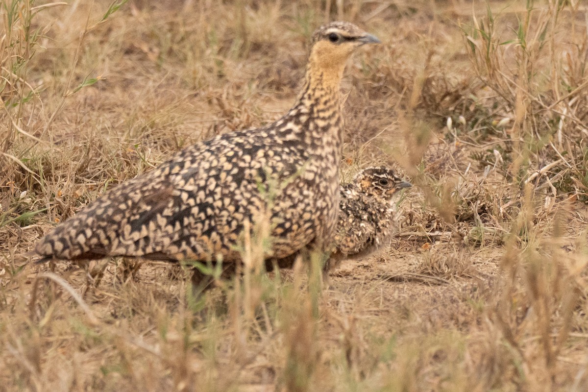 Yellow-throated Sandgrouse - ML643949027