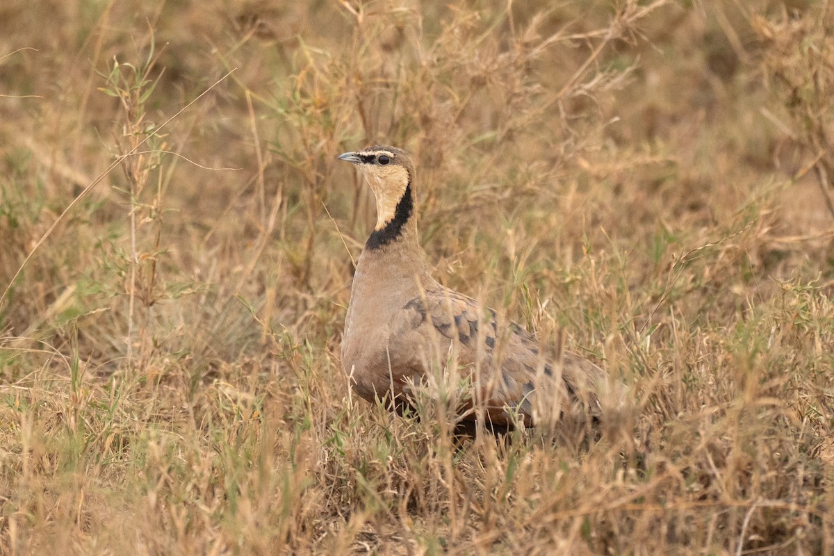 Yellow-throated Sandgrouse - ML643949028