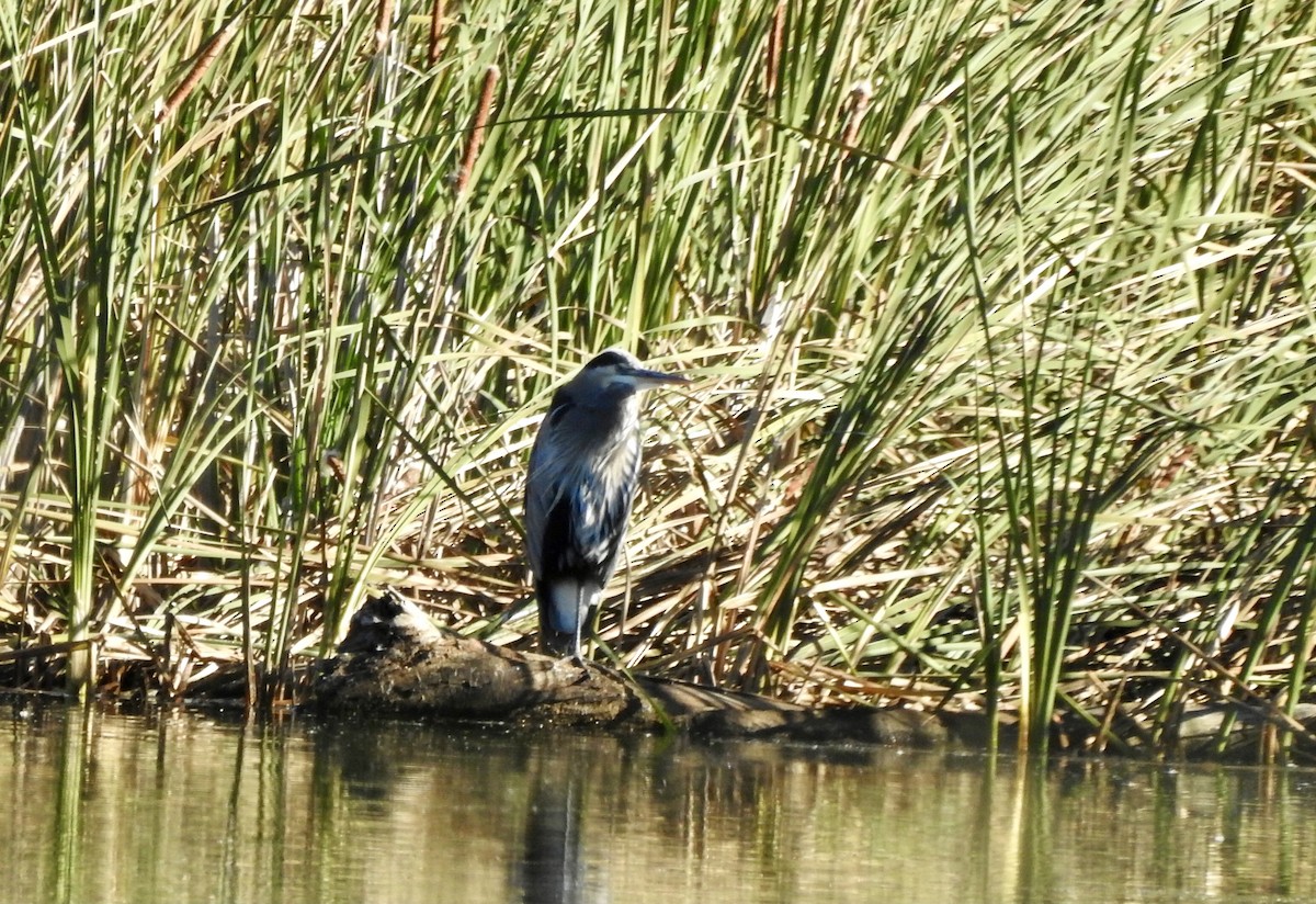 Great Blue Heron - ML643949044