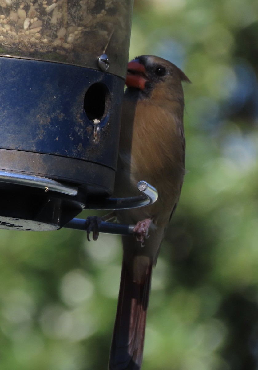 Northern Cardinal - ML643949045