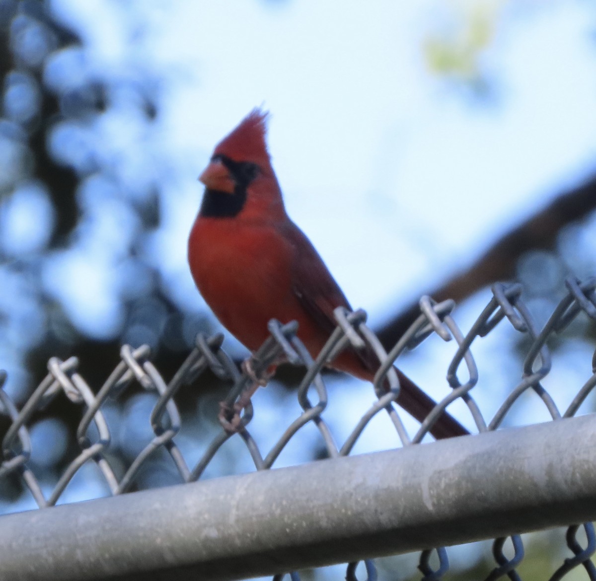 Northern Cardinal - ML643949046