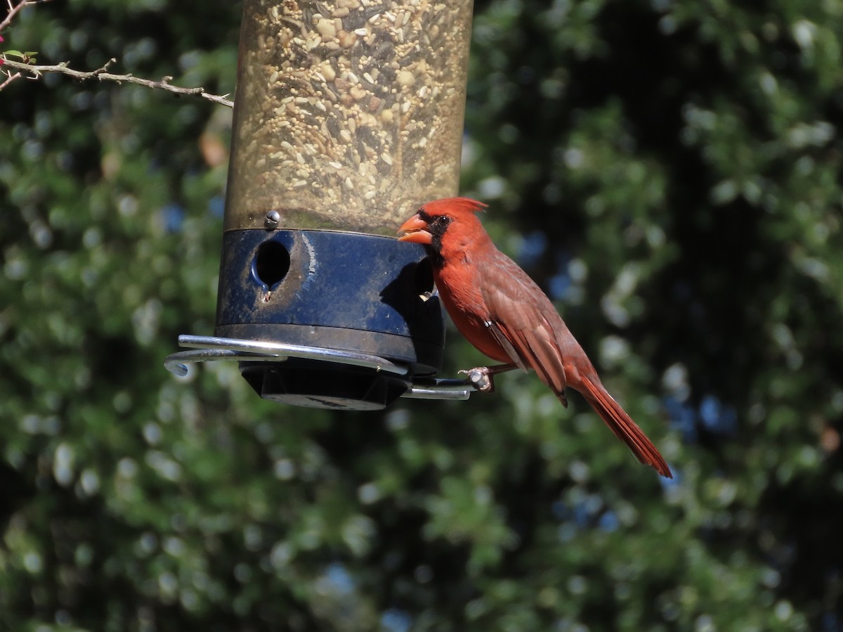 Northern Cardinal - ML643949047