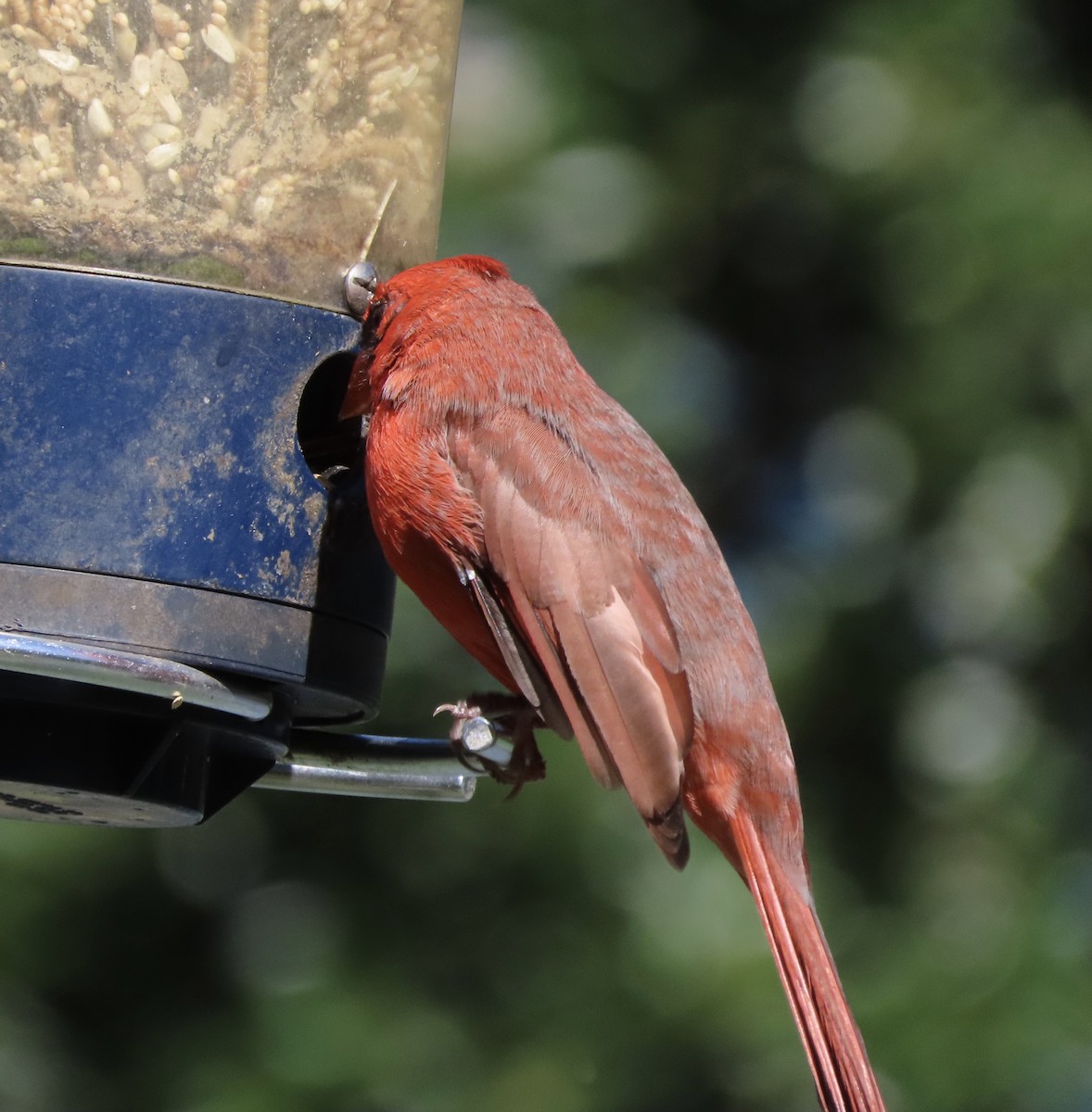 Northern Cardinal - ML643949049
