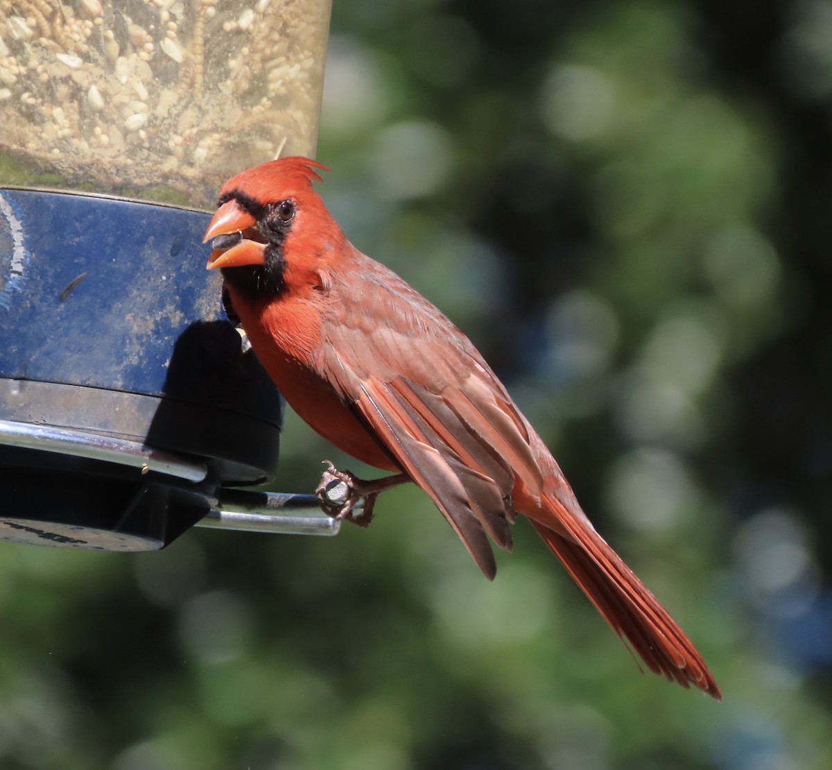 Northern Cardinal - ML643949050