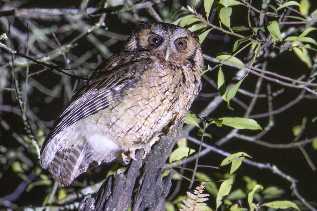 Long-tufted Screech-Owl - ML643949101
