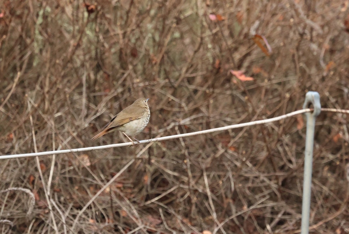Hermit Thrush - ML643949104