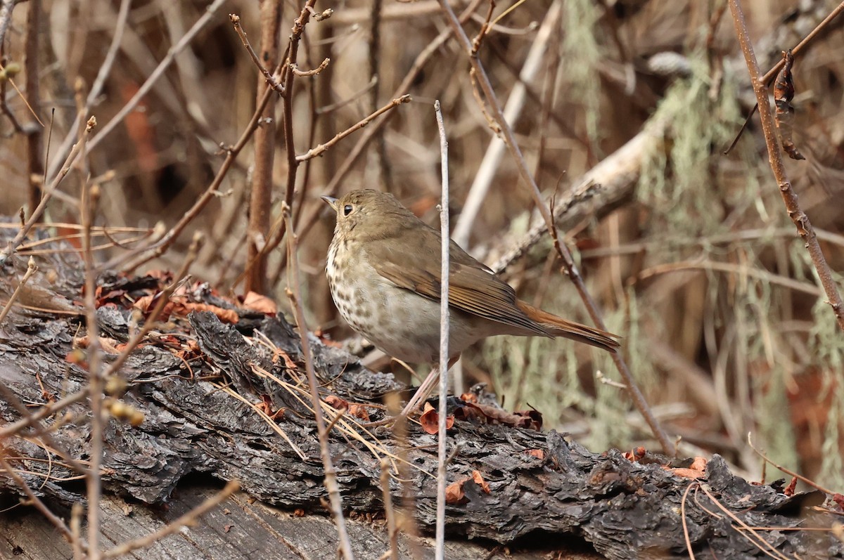 Hermit Thrush - ML643949105